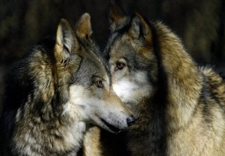 Wanna Know A Secret? - nature, dogs, animals, wolves