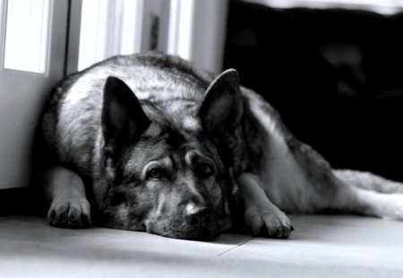 A little rest - dog, color, image wallpper, new