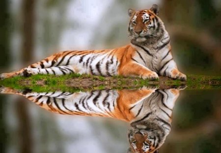 Magnificence of wild beasts - image, color, wallpper, new