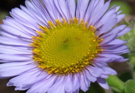 Large White Daisy - white, center, nature, yellow, flower, petals