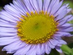 Large White Daisy