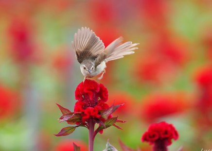 *** Warbler *** - warbler, animal, animals, bird, birds