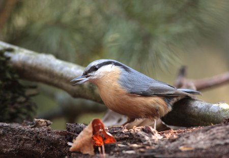 *** Nuthatch  *** - animal, animals, bird, birds