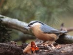 *** Nuthatch  ***