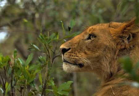 Lioness - lion, wild life, lioness, big cat