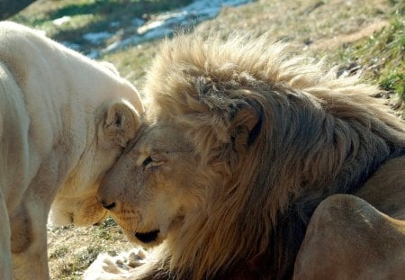 Big cat love - affection, lion, white tiger, wild life, big cat