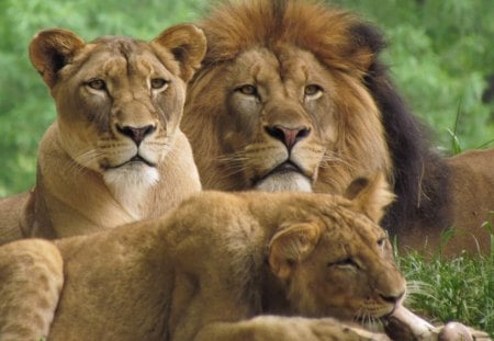 The family - family, lion, wild life, big cat