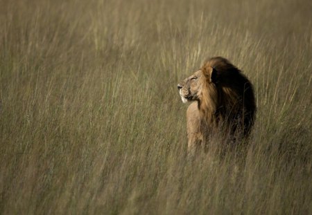 Lion on prowl - lion, prowl, savannah, wild life, big cat