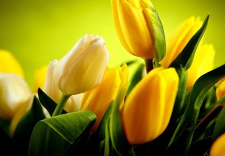 Pretty tulips - nice, delicate, tulips, tender, lovely, nature, yellow, pretty, beautiful, leaves, flowers