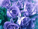 Purple Roses