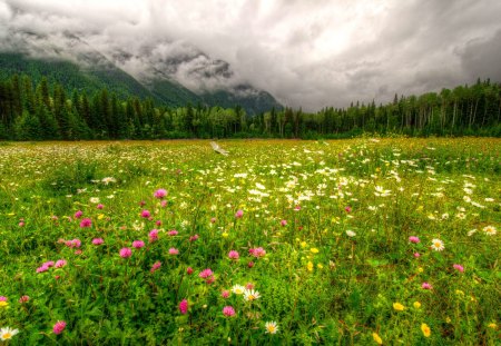 Flowery meadow - nice, freshness, sky, trees, greenery, field, meadow, spring, pretty, clouds, green, grass, mountain, summer, lovely, nature, beautiful, delight, flowers