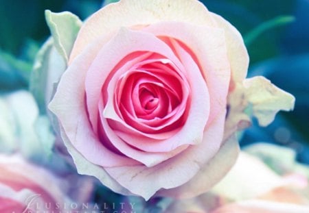 Pink Rose - rose, flower, nature, pink