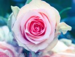 Pink Rose