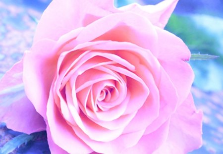 Pink Rose - nature, rose, flower, soft