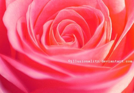 Dressed in Make up - rose, flower, nature, pink