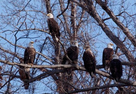 Group of Bald Eagles - american, sitting, raptor, tree