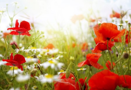 Flowerfield - daisies, blossoms, poppies, spring, colors