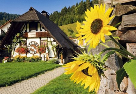 Cuckoo Clock Cottage - sunflowers, sunshine, landscape, clock, house, path