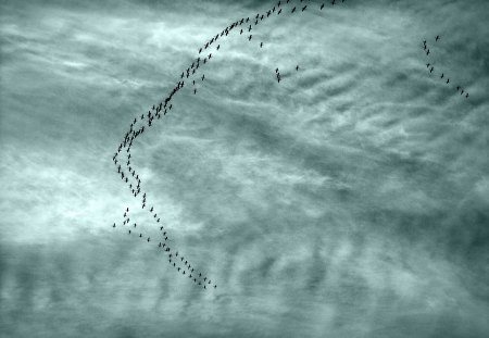 on the way - abstract, birds, blue, fly, sky