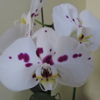 Orchids