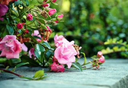 Pink roses - good, nice, roses, pink