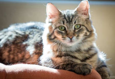 Cat - sleepy, cute, beautiful, cat, sleeping, kitty, cats, hat, cat face, paws, face, animals, pretty, beauty, sweet, kitten, lovely