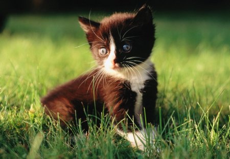 Cat - sleepy, cute, beautiful, cat, sleeping, kitty, cats, hat, cat face, paws, face, animals, pretty, beauty, sweet, kitten, lovely