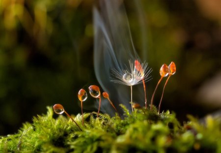 Tiny petals - plants, flowers, macro, nature, grass