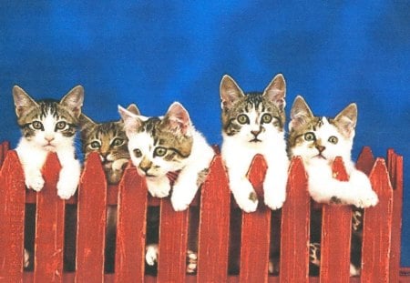 Five kittens on a fence - paws, fence, red, blue, kittens, cute