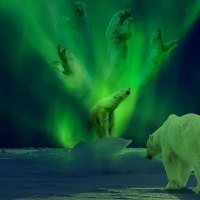 Polar Bear Aurora