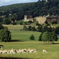 Cows & Spotted Deer on Castle Grounds