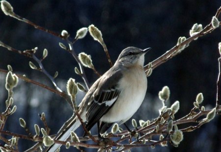 Spring - white, animal, bird, black, spring, tree, nature, branch