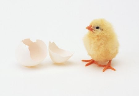 Hello! :) - white, funny, bird, cute, egg, orange, yellow, chicken