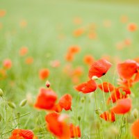 Poppies