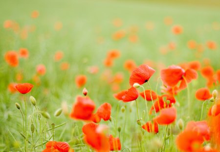 Poppies - poppies, flowers, spring, poppy, nature, grass