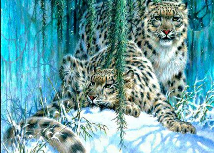 Partners in the snow - leopard, snow, wild, cat, animals