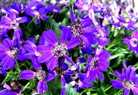 Beautiful flowers - flowers, beautiful, purple, bright color