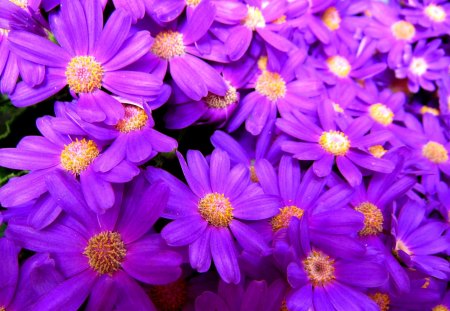 Beautiful flowers - purple, bright color, pretty, beautiful, flowers