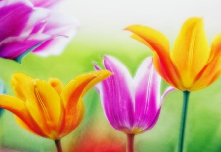 flower wallpaper - nature, colorful, flowers, beautiful