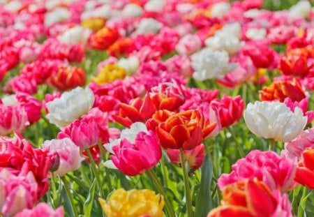 vivid flowers - vivid, wallpaper, flowers, pink