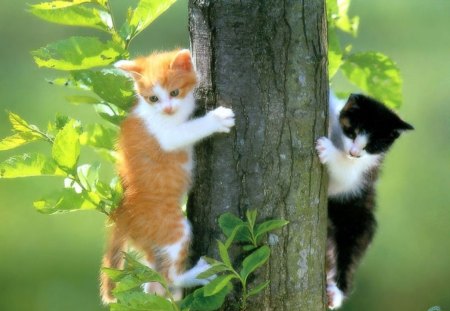 up the tree - tree, two, baby, kittens