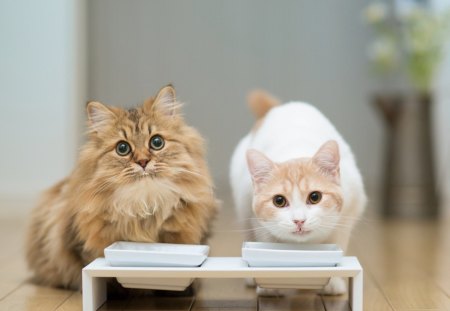 watcha doing - cute, eating, dishes, cats