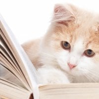 cat reading book