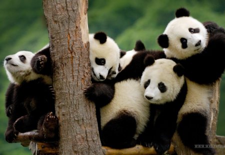 panda bears - nice, bears, animals, cuddling, close, wallpaper, nature, cool, life, clan, wild, family, panda, tree, group