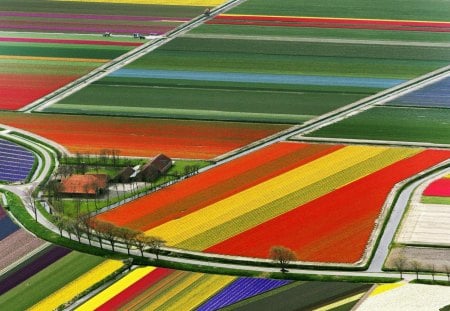 Tulip Fields - fields, beautiful, tulip, flowers, colors, netherland, amsterdam