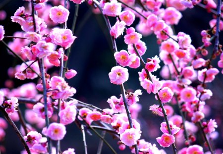 PINKIES - flowers, spring, japan, pink