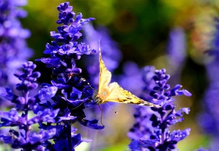 SPRING BEAUTIES - butterfly, flowers, spring, nature