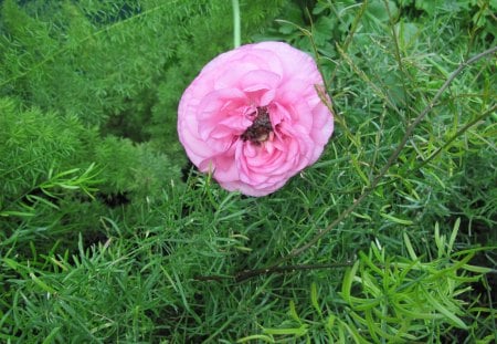 Essence of Flowers 28 - pink, photography, green, flowers, garden