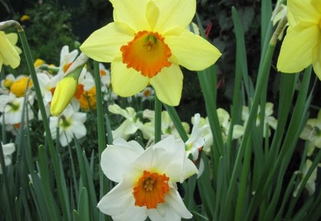 Essence of Flowers 34 - white, yellow, photography, orange, daffodils, green, flowers, garden