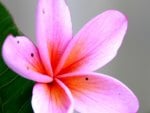 Plumeria